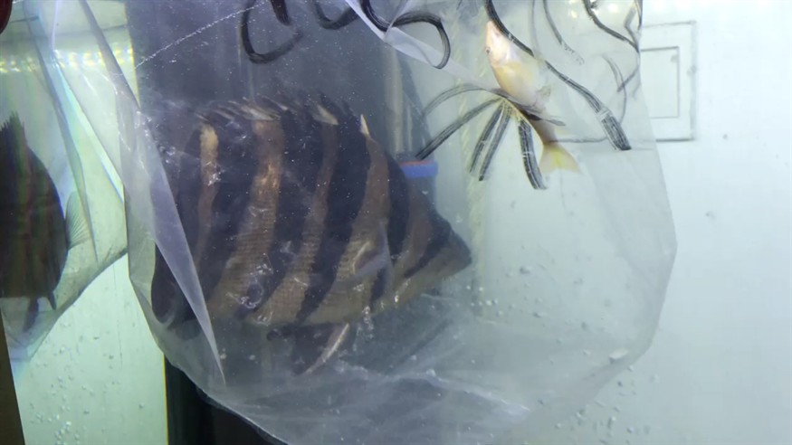 今天入手一條虎魚