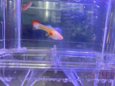 森森魚缸底過濾配件（森森魚缸下過濾配件） 森森魚缸底過濾配件（森森魚缸下過濾配件） 銀龍魚百科