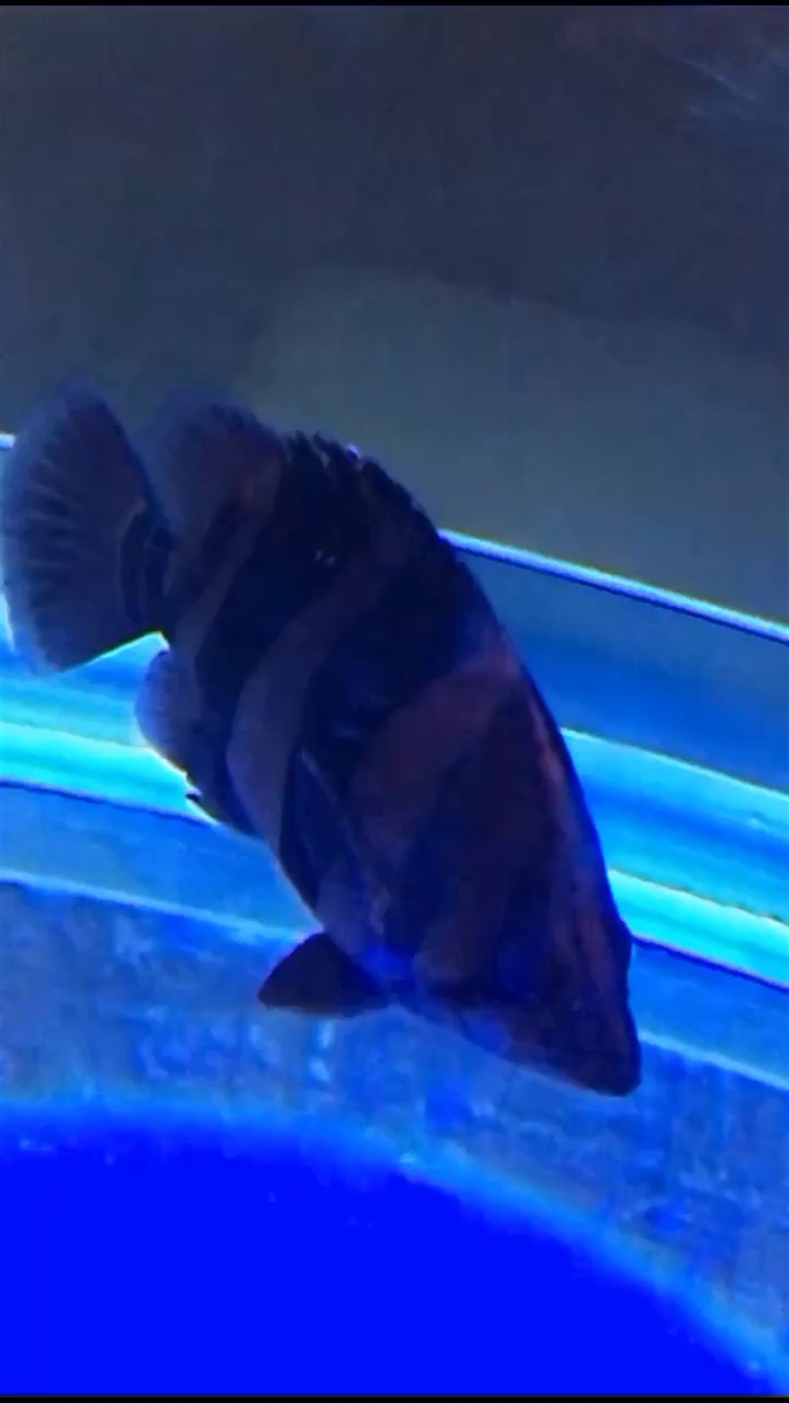 虎魚蒙眼加重看來給魚友坑了