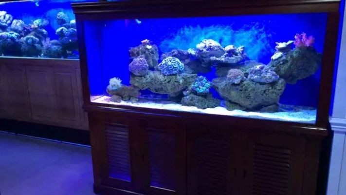 濱城區水景記時尚水族（濱城區水景記時尚水族館地址） 濱城區水景記時尚水族（濱城區水景記時尚水族館地址） 全國水族館企業名錄 第1張