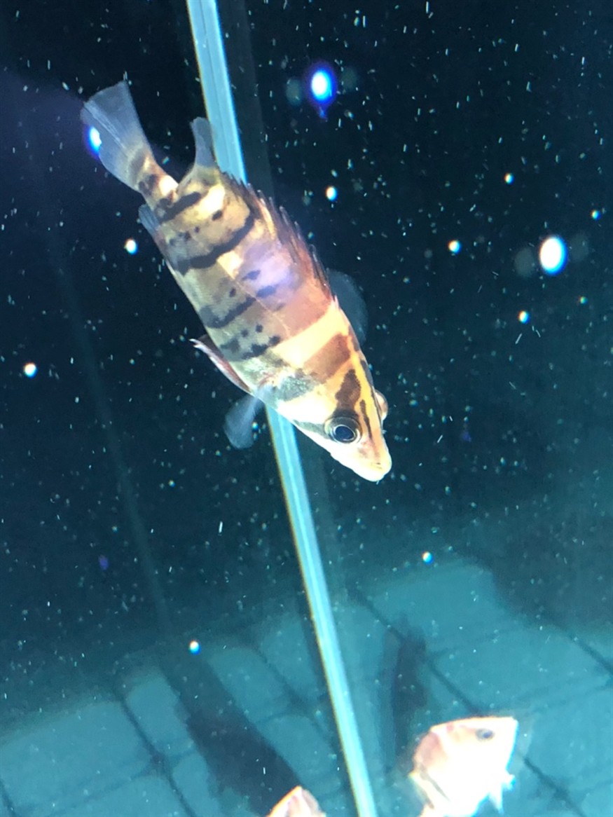 虎魚這算蒙眼嗎大神來看下 虎魚這算蒙眼嗎大神來看下 虎魚百科 第1張
