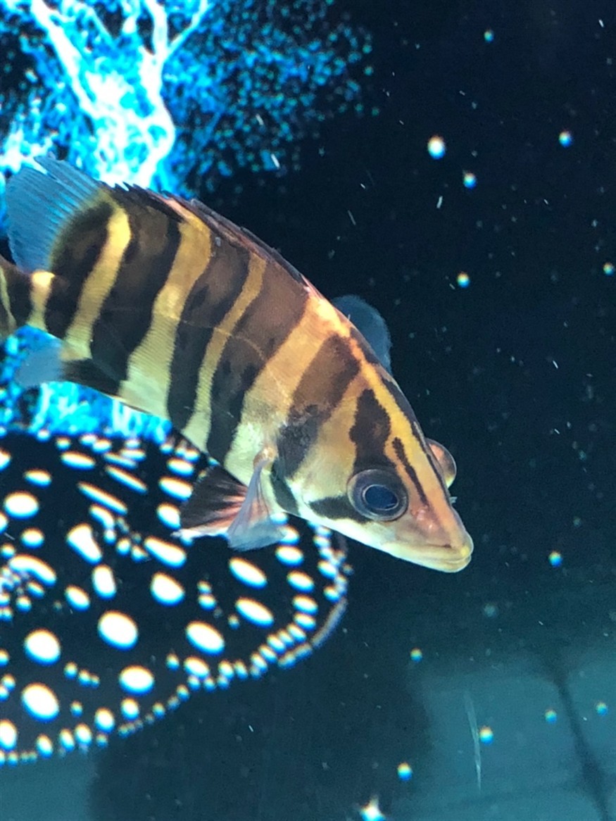 虎魚這算蒙眼嗎大神來看下 虎魚這算蒙眼嗎大神來看下 虎魚百科 第2張