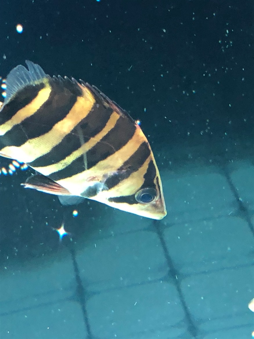 虎魚這算蒙眼嗎大神來看下 虎魚這算蒙眼嗎大神來看下 虎魚百科 第3張