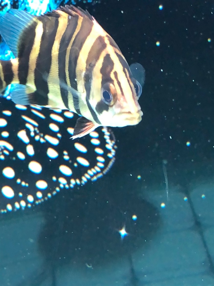 虎魚這算蒙眼嗎大神來看下 虎魚這算蒙眼嗎大神來看下 虎魚百科 第4張