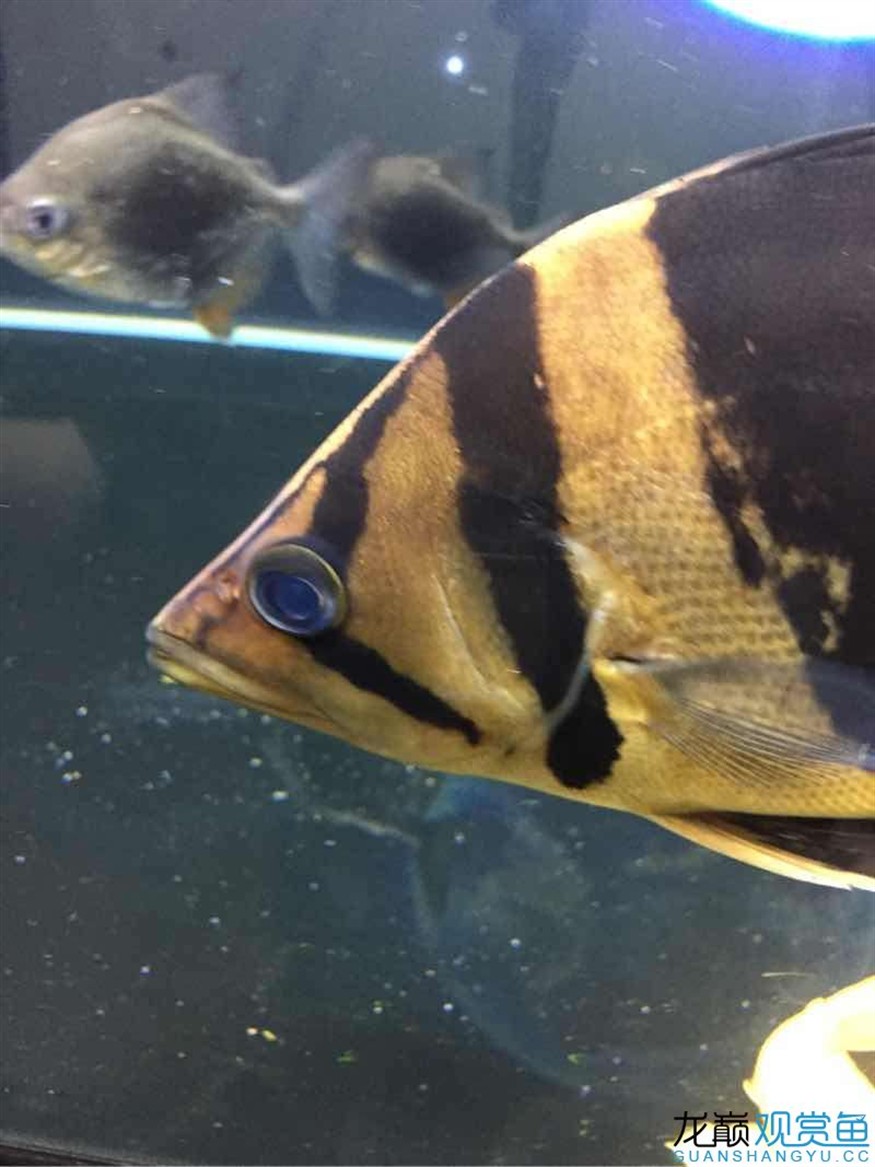 虎魚蒙眼？
