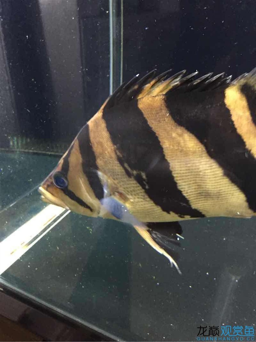 虎魚蒙眼？