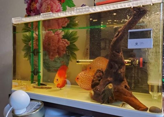 鄒平縣龍緣水族店（鄒平縣龍緣水族店電話）