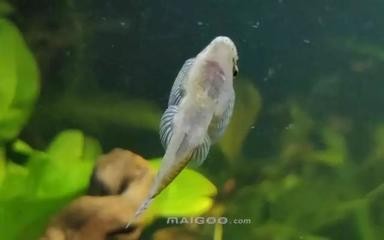 民勤縣花仙子水族店（民勤縣花仙子水族店電話）