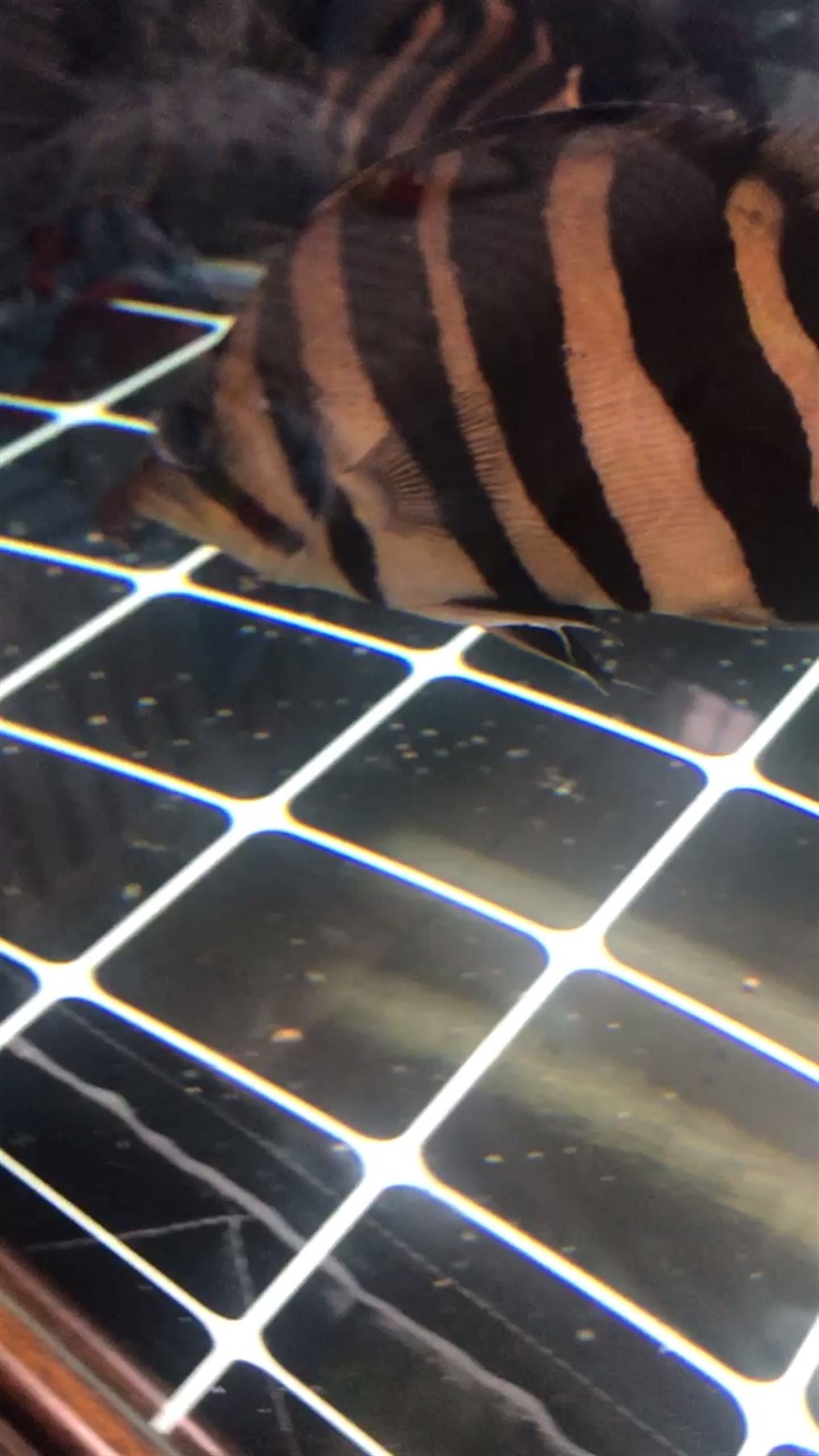 虎魚眼 死個大白點