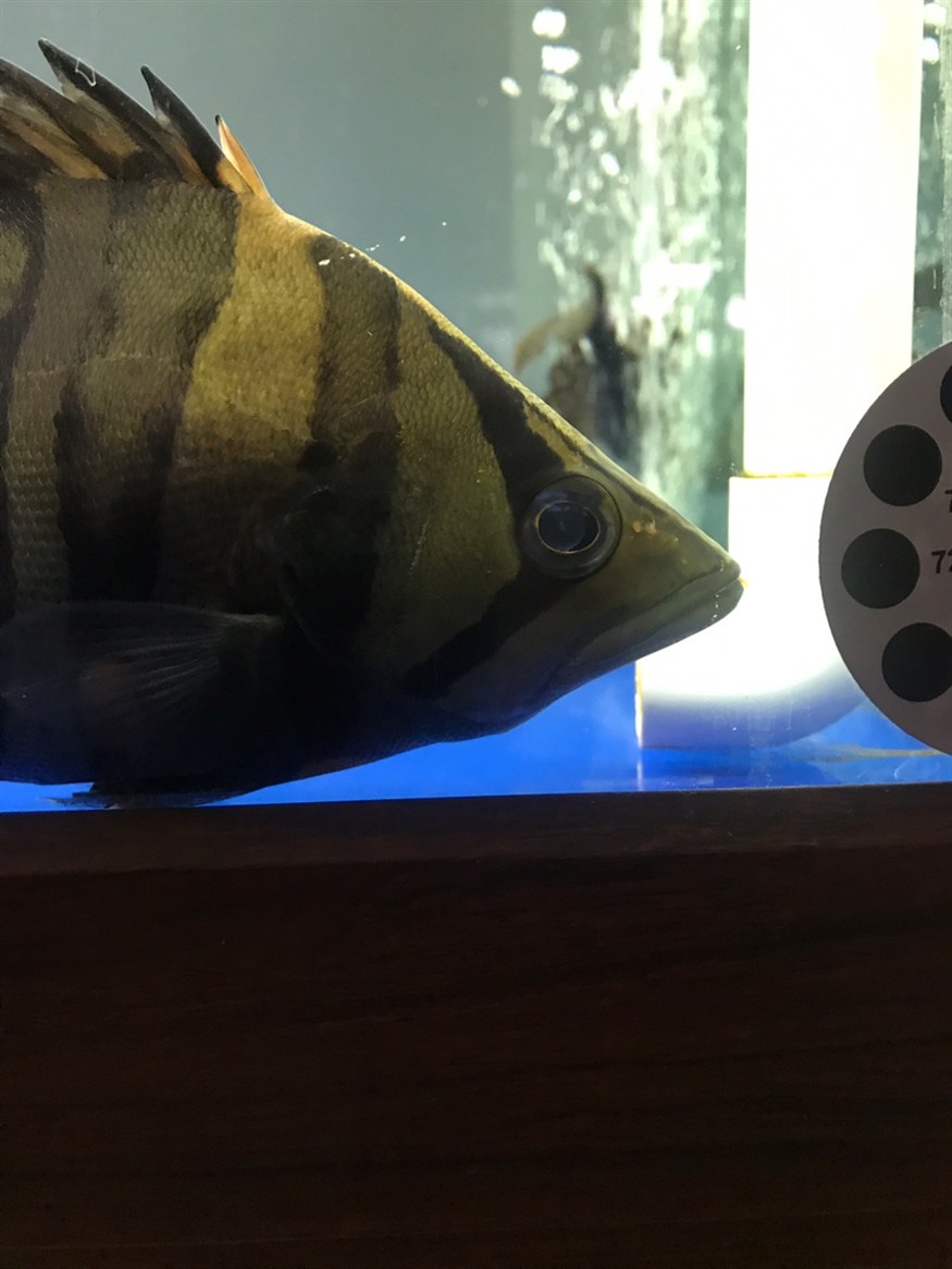 虎魚眼睛有問題嗎？