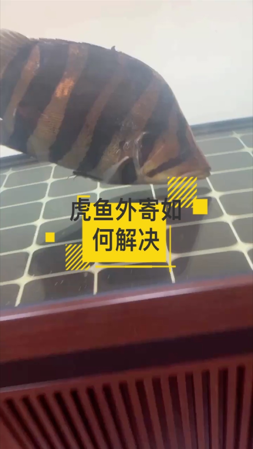 虎魚外寄撐缸