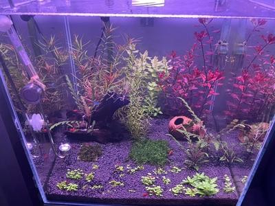 金龍魚銀龍魚混養最佳搭配圖（金龍魚銀龍魚混養技巧）