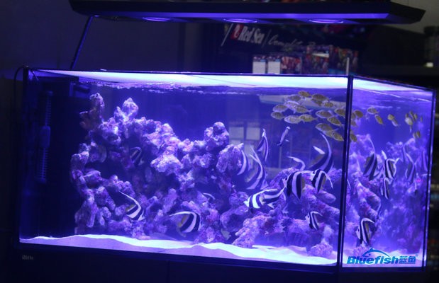 棗莊市市中區黃金水族觀賞魚店（棗莊市市中區黃金水族觀賞魚店地址） 棗莊市市中區黃金水族觀賞魚店（棗莊市市中區黃金水族觀賞魚店地址） 全國水族館企業名錄 第2張