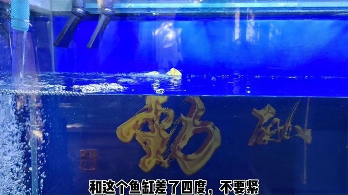 銀龍魚飼養(yǎng)注意事項(xiàng)(銀龍魚飼養(yǎng)技術(shù))