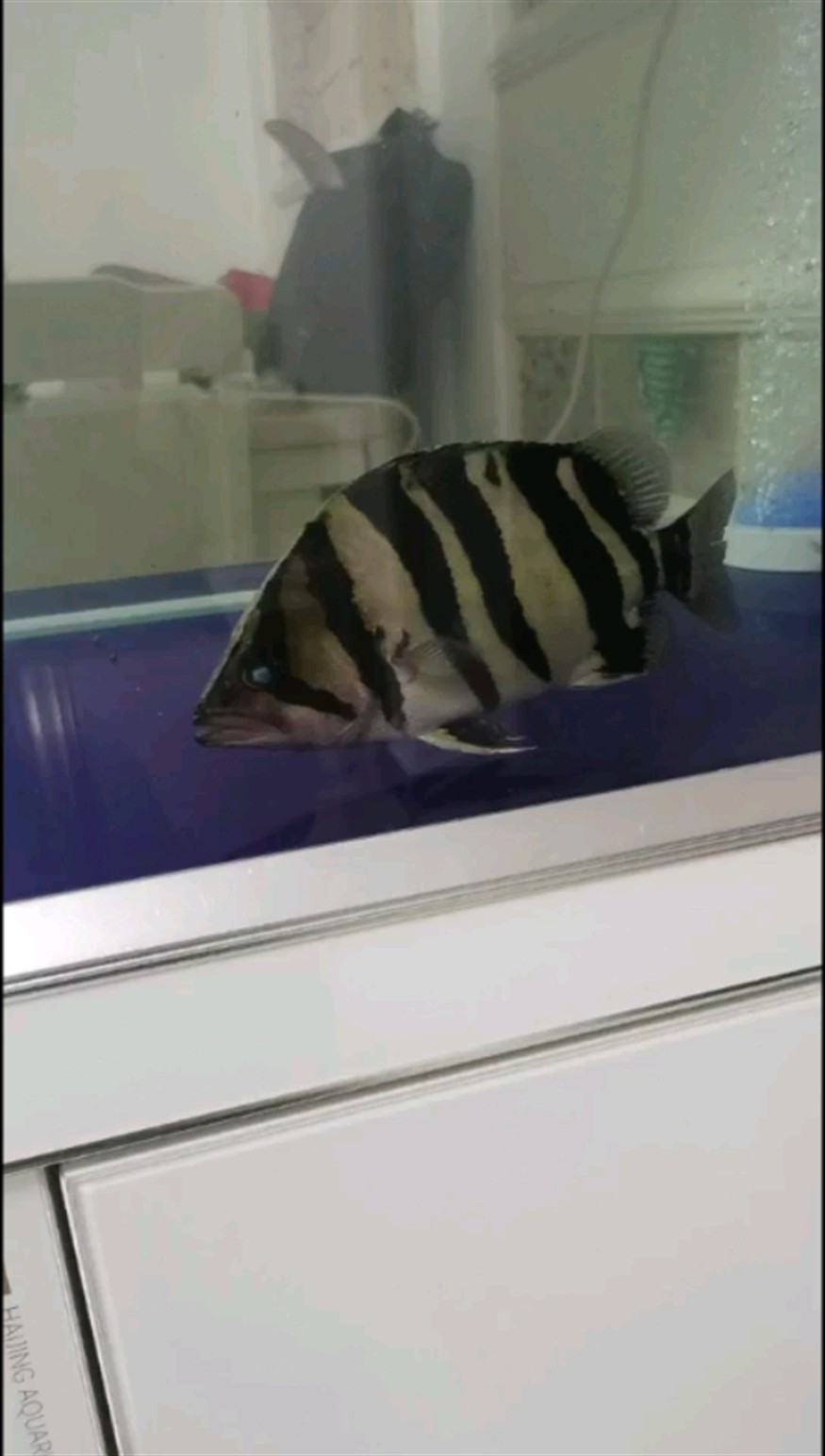 虎魚入剛蒙眼求大神指點(diǎn)