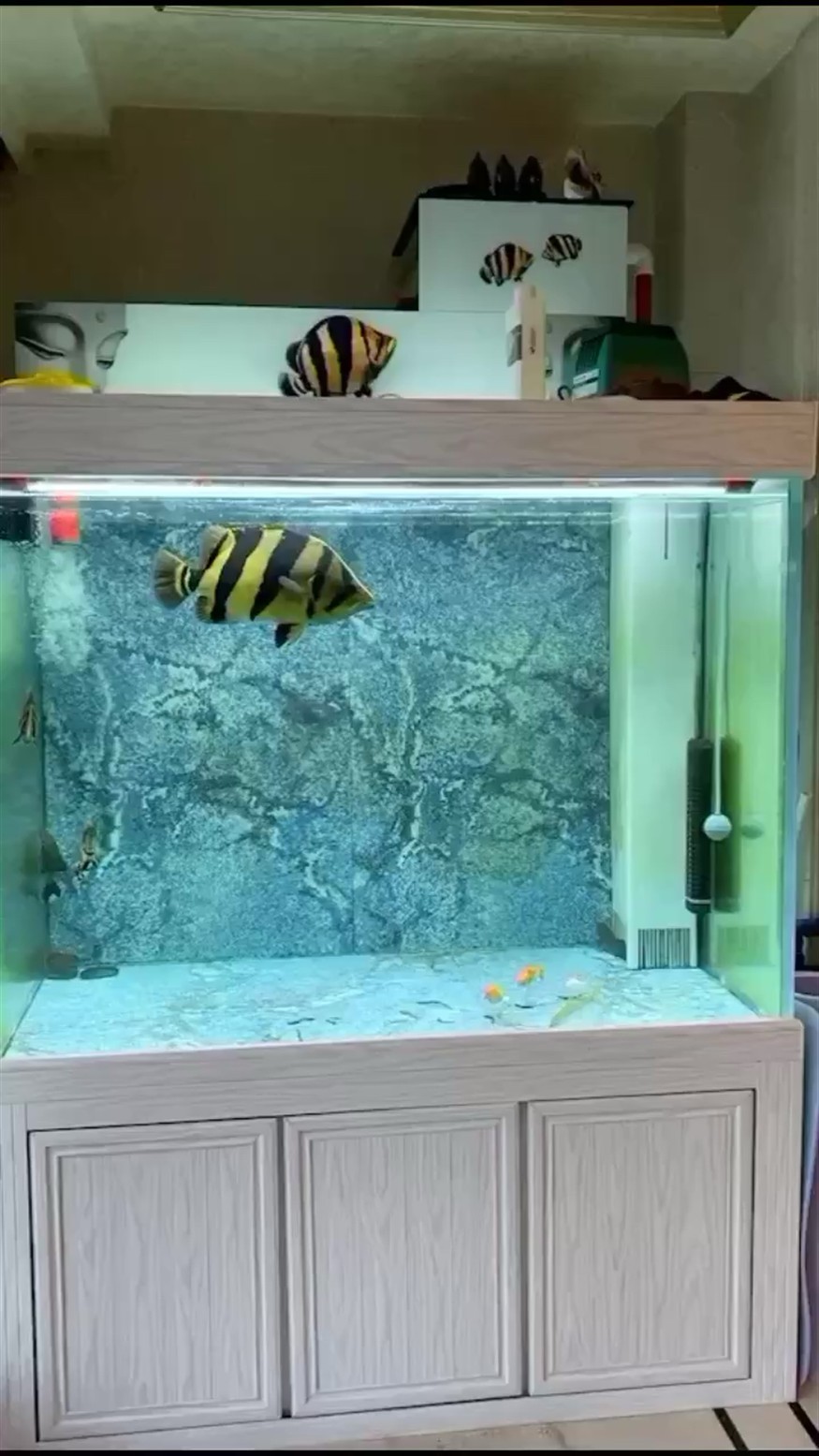 泰虎虎魚 泰虎虎魚 虎魚百科