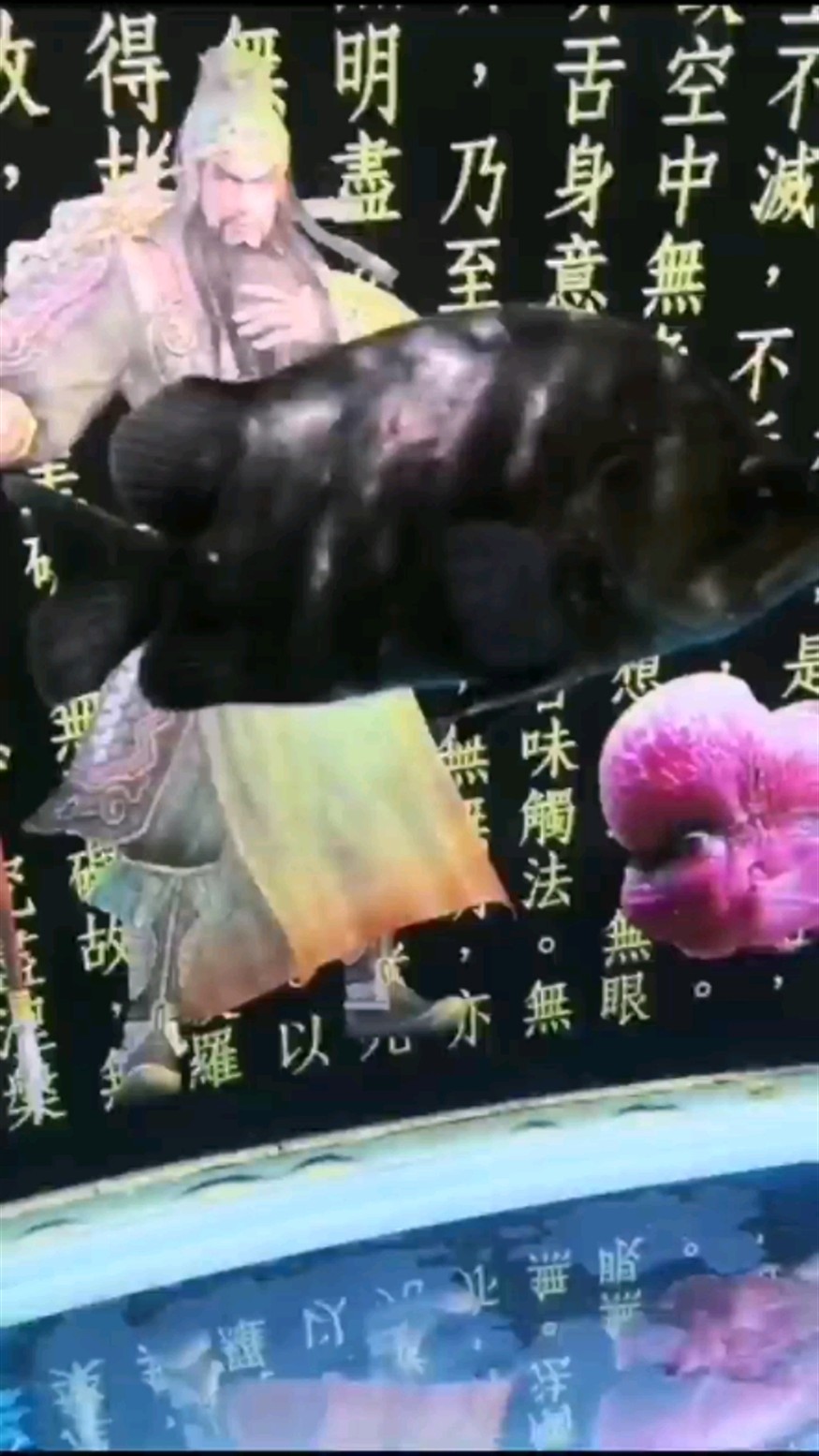 虎魚遍體鱗傷 虎魚遍體鱗傷 虎魚百科