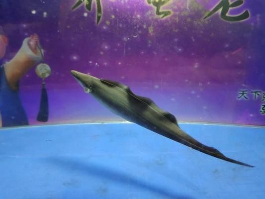 金川區(qū)森森水族館（金川區(qū)森森水族館