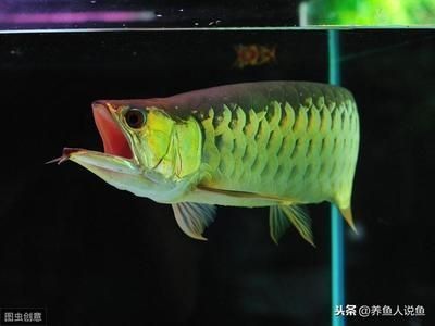 萍鄉水族館看看這魚鰭是怎么了？