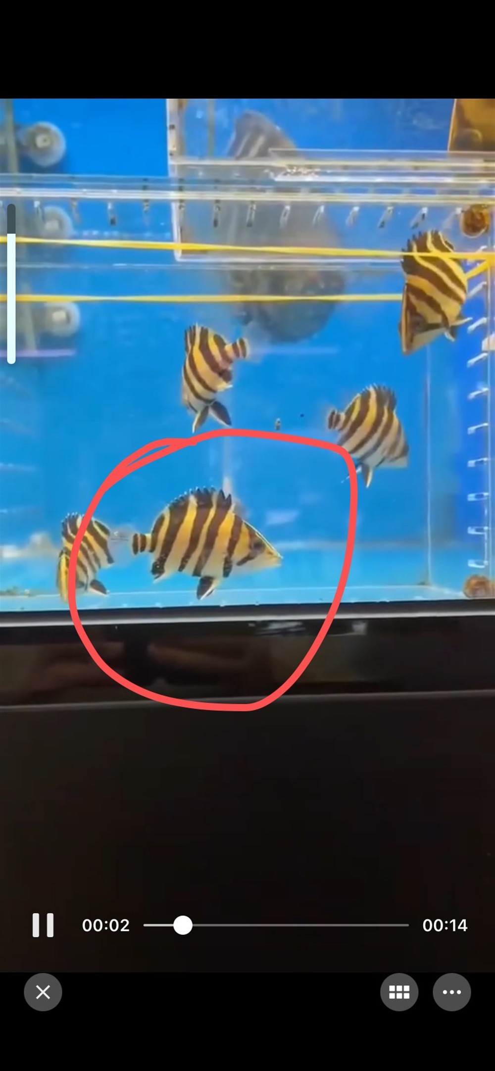 猖狂的虎魚jian商