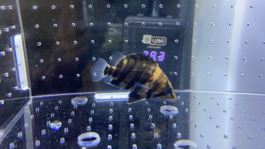 猖狂的虎魚jian商