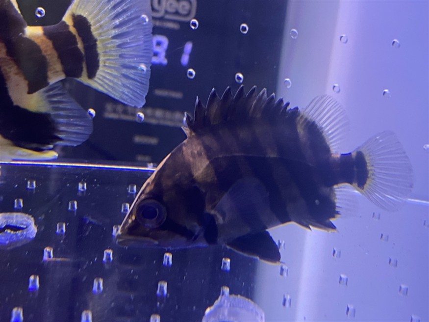 猖狂的虎魚jian商