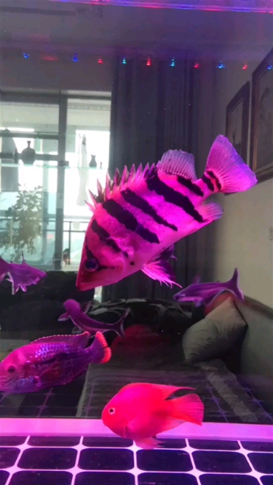 龍魚頭部下沉至水面以下，預(yù)防龍魚沉頭的方法包括：水質(zhì)管理，如何預(yù)防龍魚沉頭
