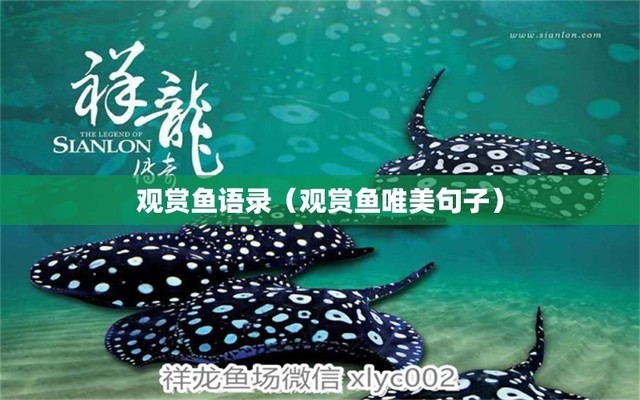 哈爾濱市雙城區(qū)奇趣花鳥魚水族館（哈爾濱市雙城區(qū)奇趣花鳥魚水族館