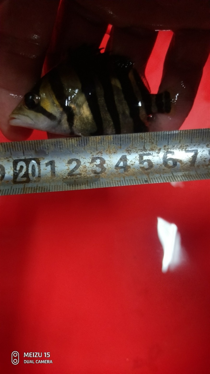 虎魚我的情懷 虎魚我的情懷 虎魚百科 第1張