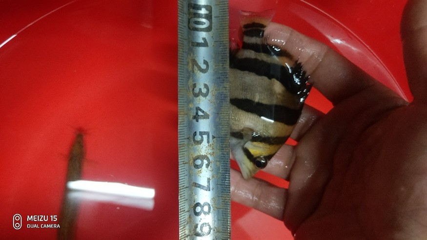 虎魚我的情懷 虎魚我的情懷 虎魚百科 第2張