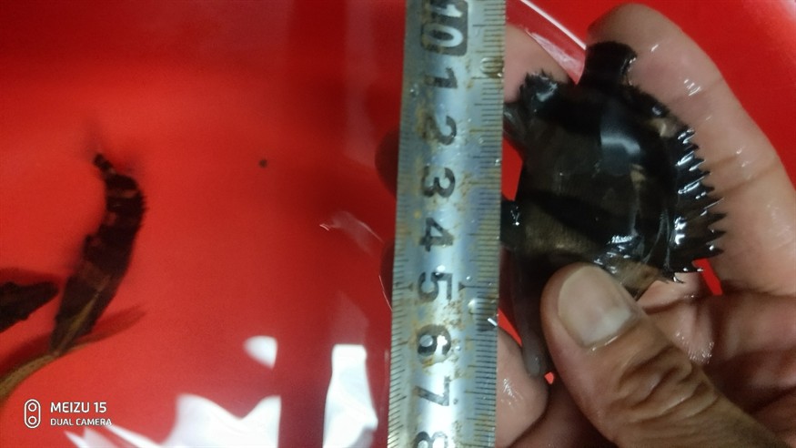 虎魚我的情懷 虎魚我的情懷 虎魚百科 第3張