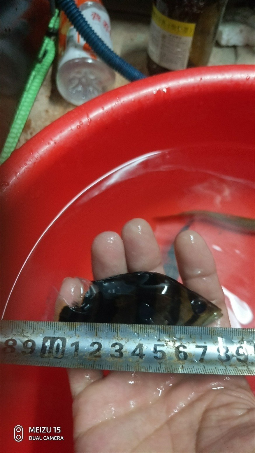 虎魚我的情懷 虎魚我的情懷 虎魚百科 第4張