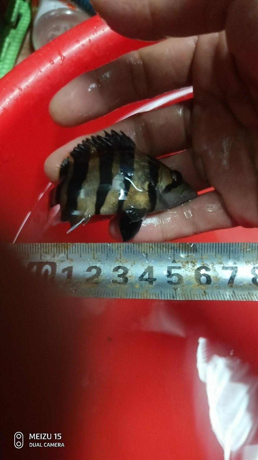 虎魚我的情懷 虎魚我的情懷 虎魚百科 第5張