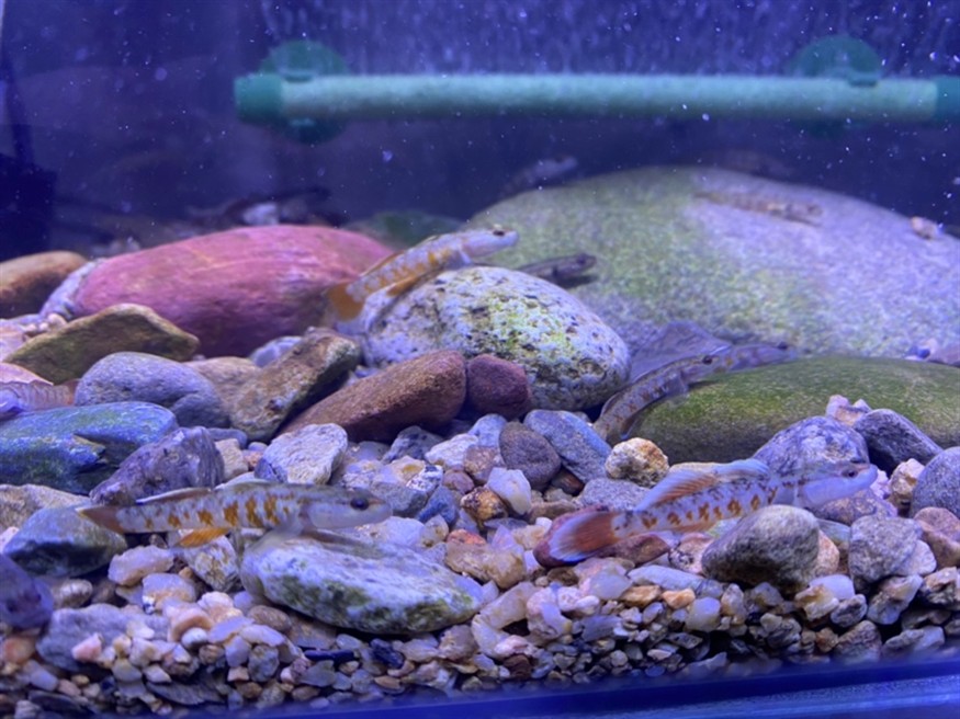 周氏蝦虎魚