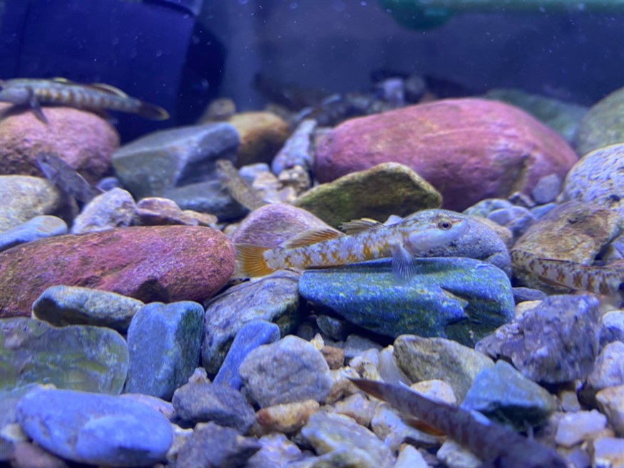 周氏蝦虎魚