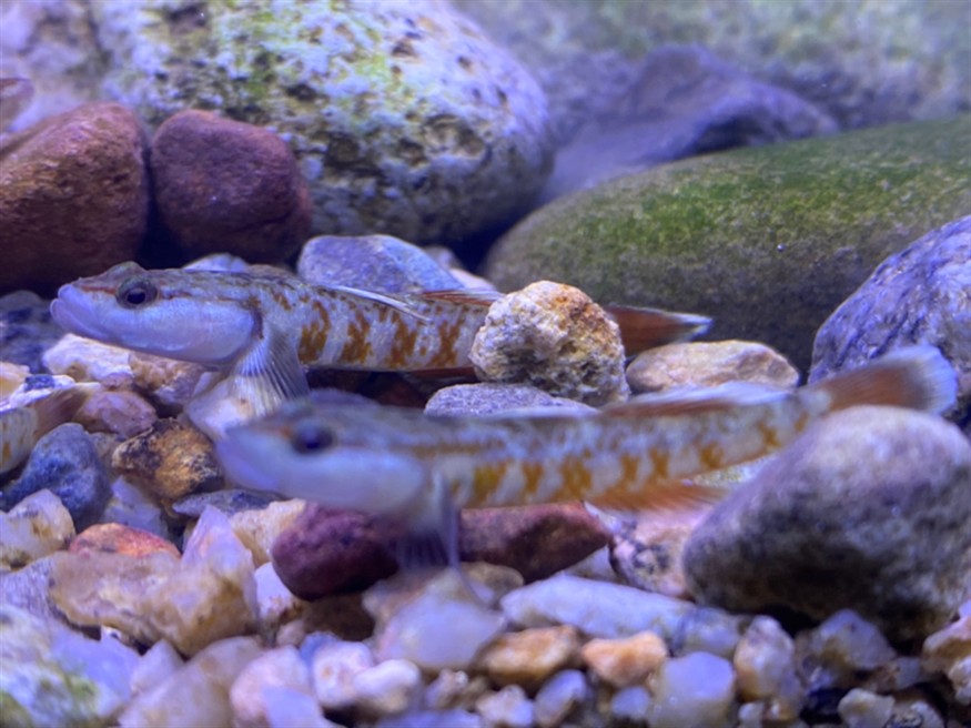周氏蝦虎魚