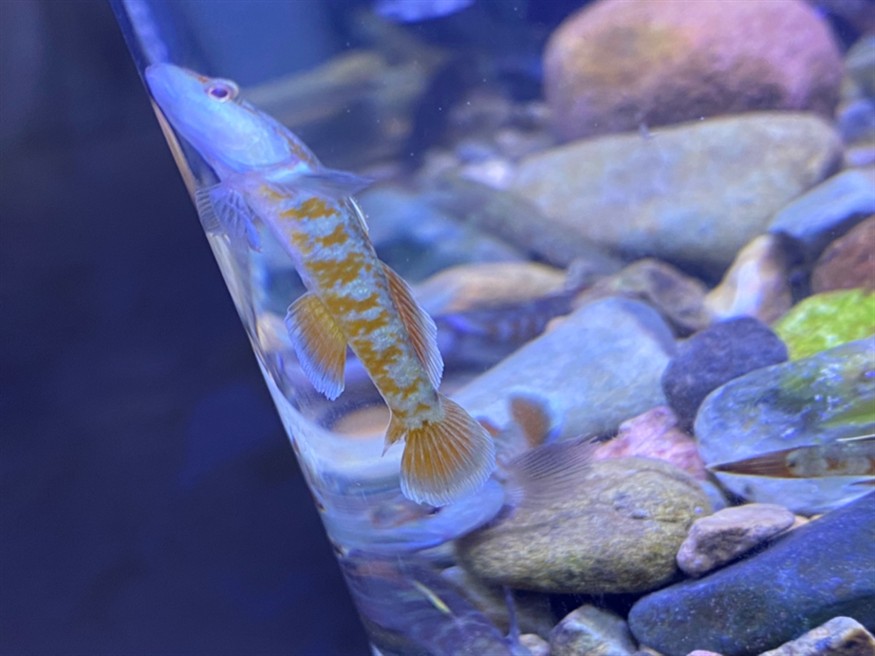 周氏蝦虎魚