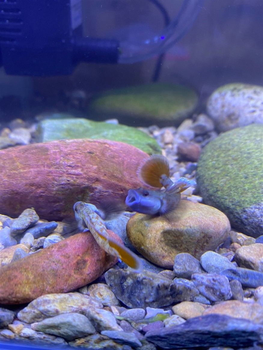 周氏蝦虎魚