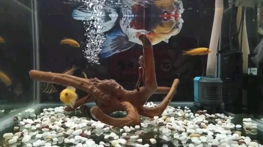小虎魚能和慈鯛混養嗎 小虎魚能和慈鯛混養嗎 虎魚百科 第3張