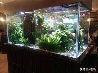 衡水市桃城區格池水族園藝館（衡水市桃城區格池水族園藝館地址） 衡水市桃城區格池水族園藝館（衡水市桃城區格池水族園藝館地址） 全國水族館企業名錄 第1張