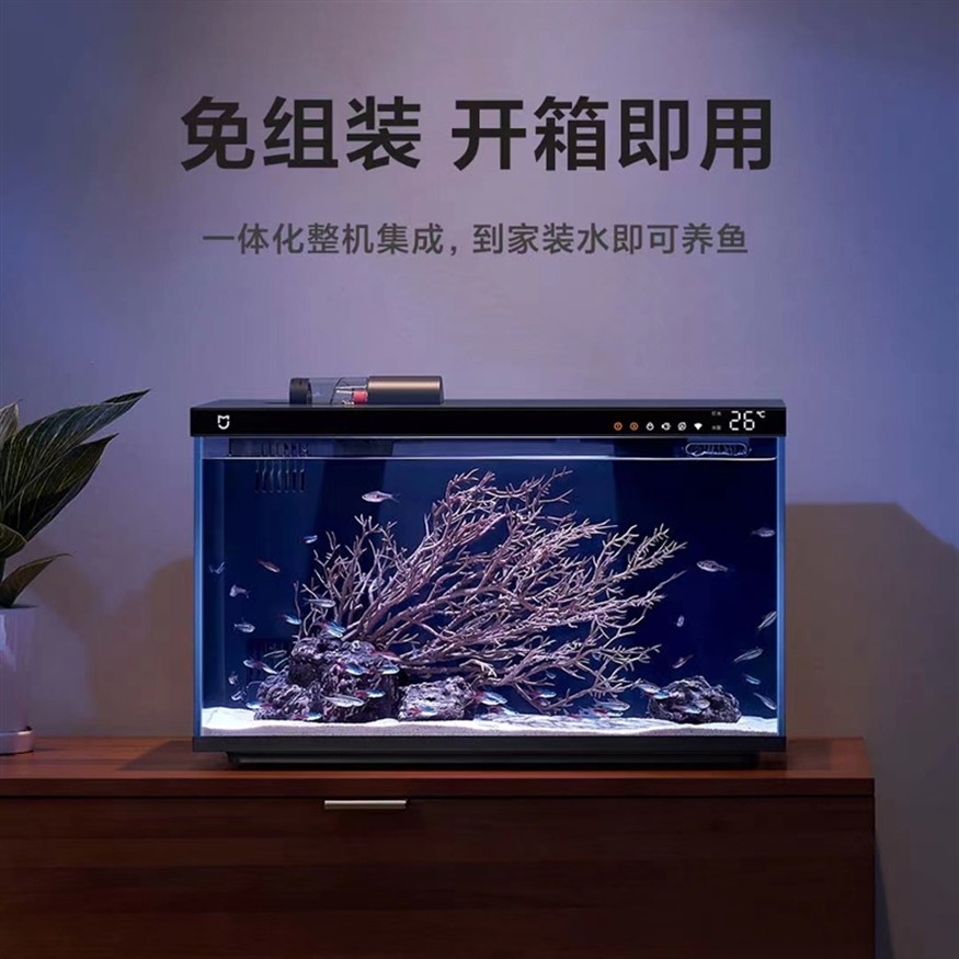 最小的銀龍魚圖片（最小的銀龍魚圖片大全）