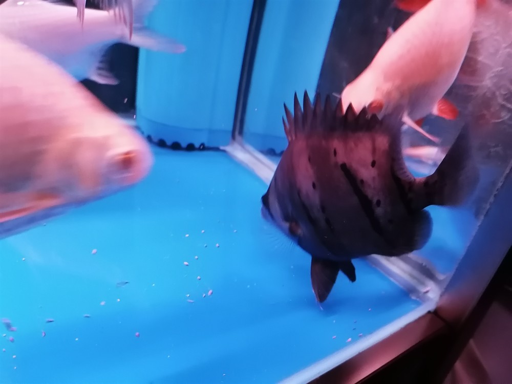 虎魚不明 虎魚不明 虎魚百科 第1張