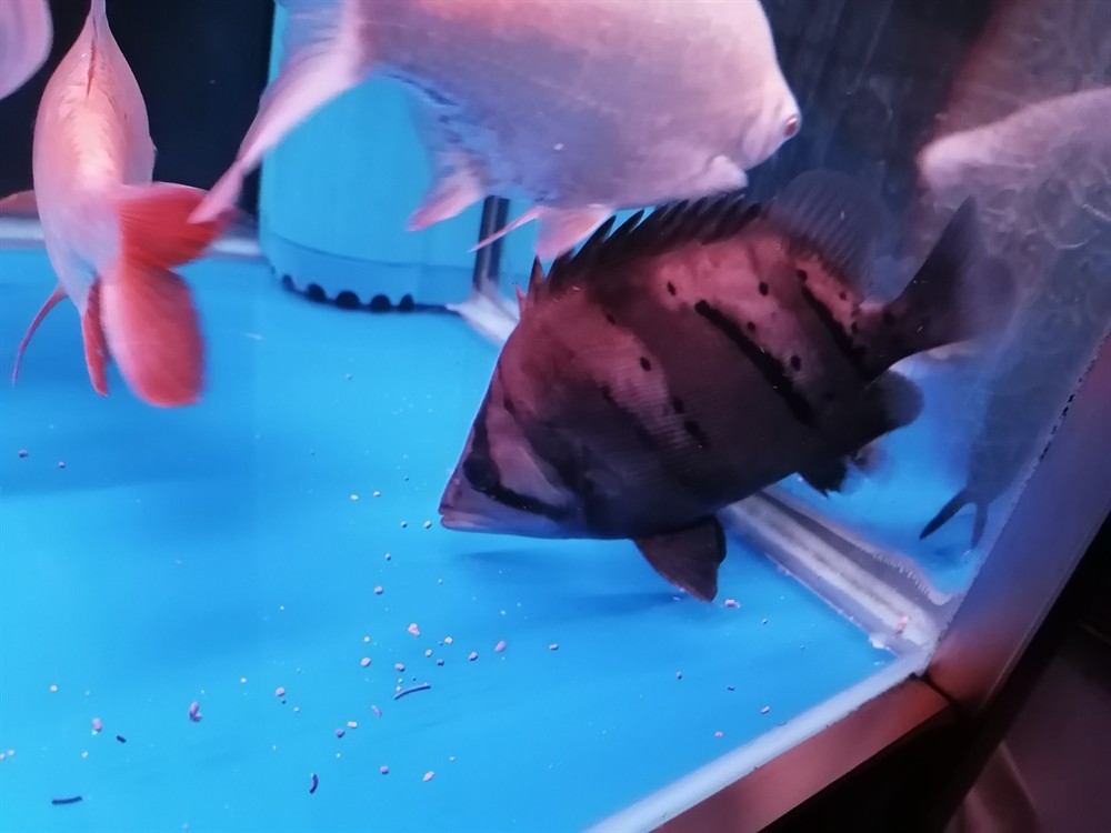 虎魚不明 虎魚不明 虎魚百科 第2張