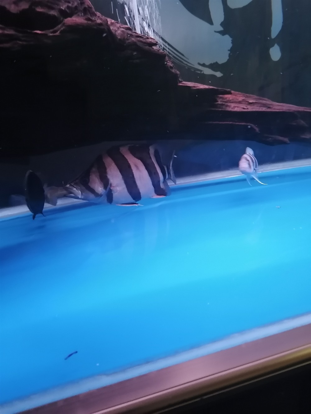 虎魚不明 虎魚不明 虎魚百科 第3張