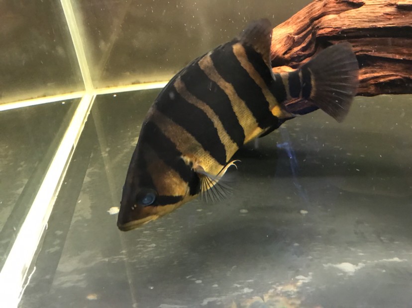 虎魚蒙眼大神指點下怎么治療好