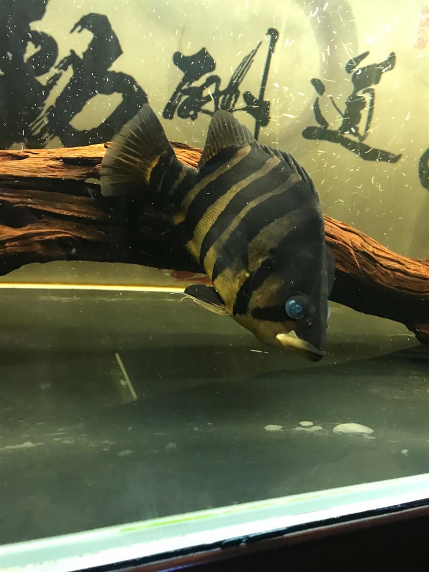 虎魚蒙眼大神指點下怎么治療好