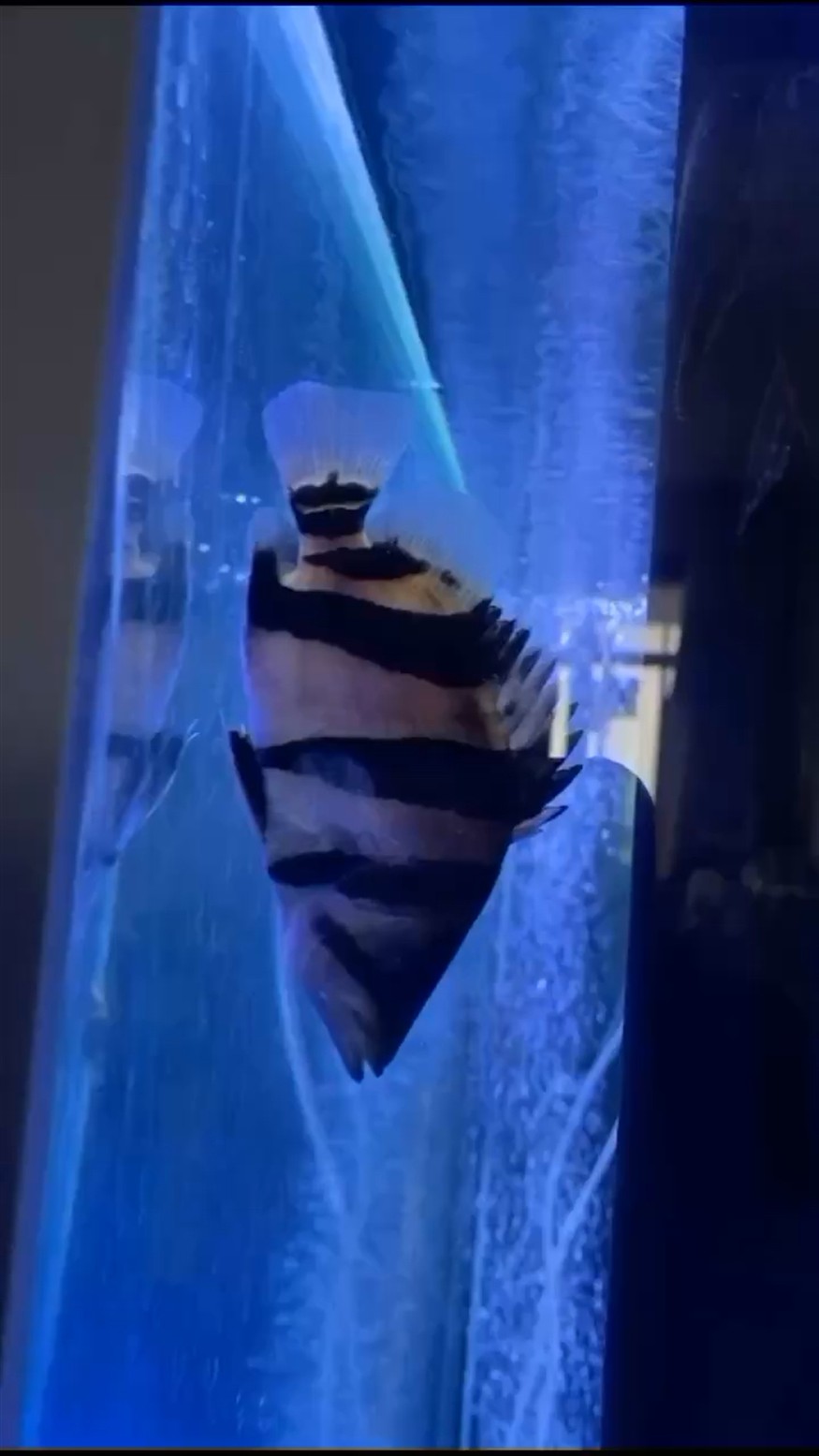 虎魚癥狀如視頻