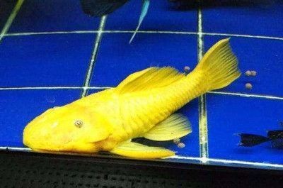 銀龍魚掉了十多片鱗片怎么回事（銀龍魚掉了十多片鱗片怎么回事啊） 銀龍魚掉了十多片鱗片怎么回事（銀龍魚掉了十多片鱗片怎么回事啊） 銀龍魚百科