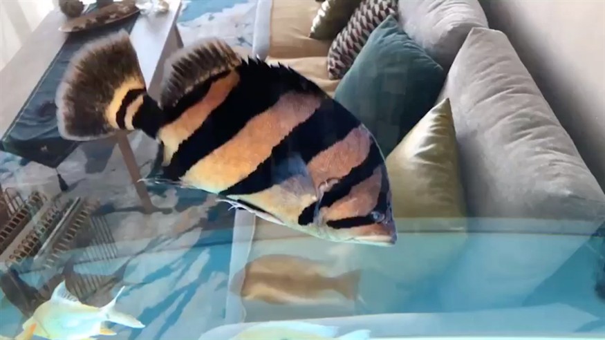 我是一個快樂的小虎魚 我是一個快樂的小虎魚 虎魚百科