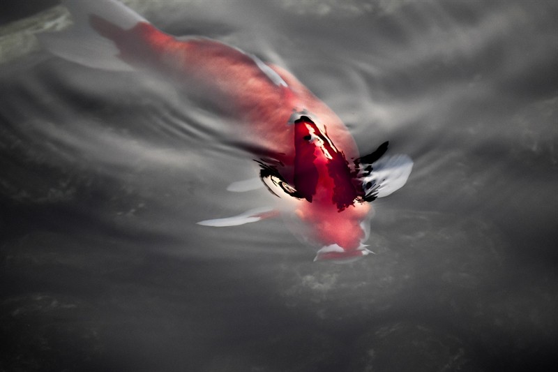 秘魯水虎魚和亞馬遜水虎魚的區別（非洲水虎魚）